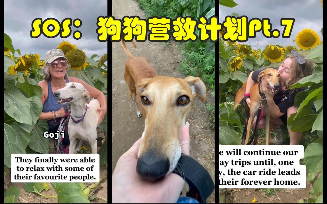 營救計劃(營救計劃豆瓣)